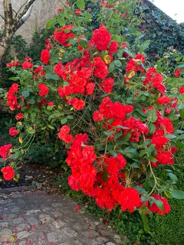 Roses rouges