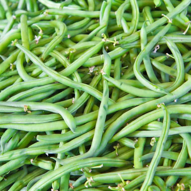 Cuisson des haricots verts frais