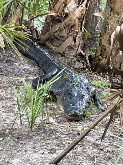 Photo d'un alligator de Floride.